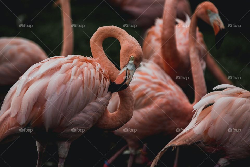 Flamingo Scratching in the wilderness