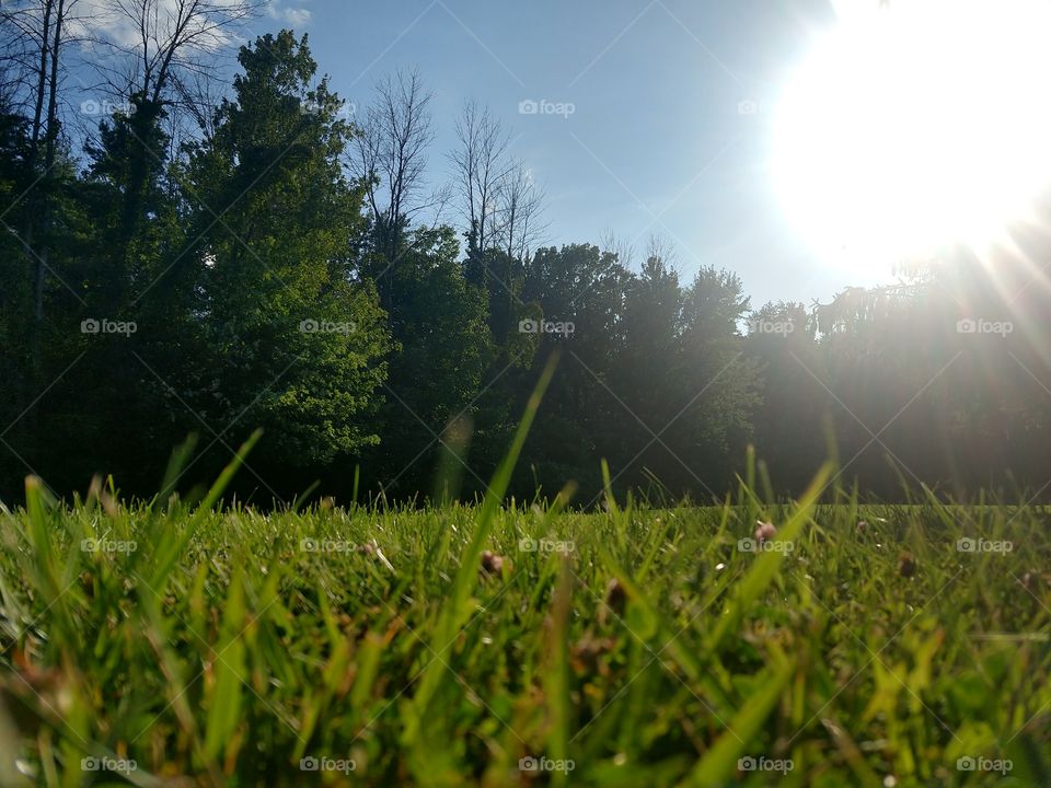 grassy space with trees and sun