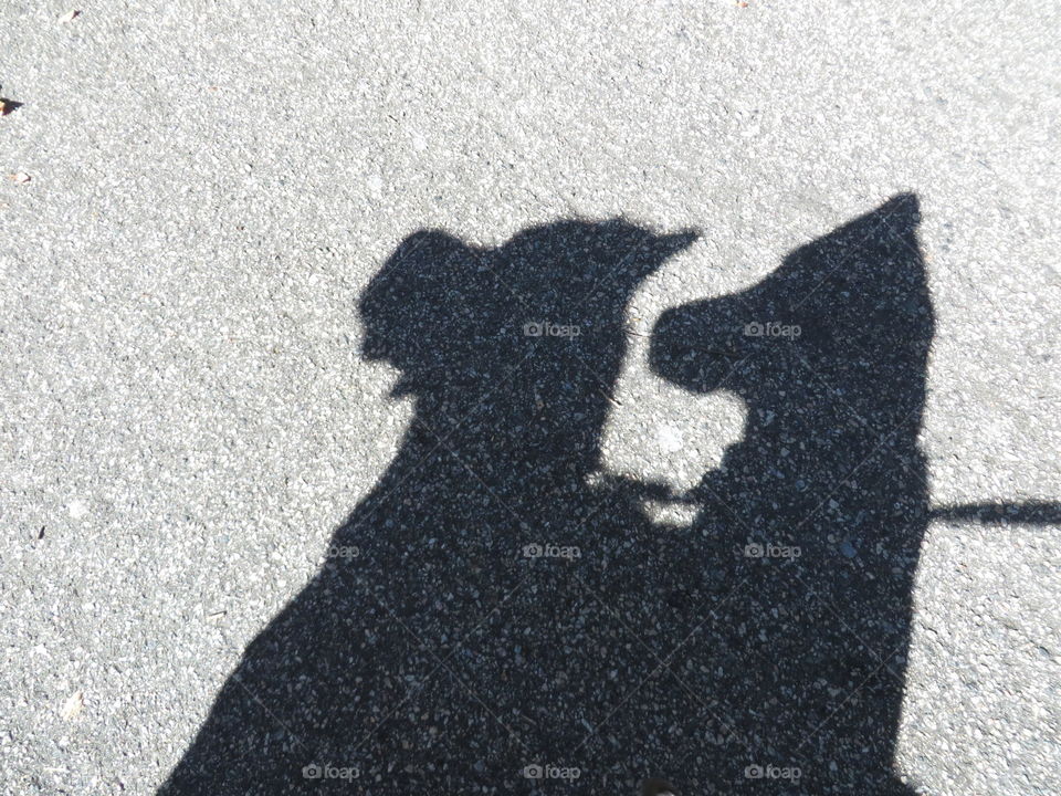 Shadow dogs