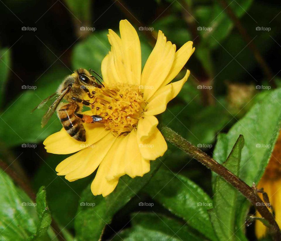 The bee on the yellow flower in the garden in a sunny day