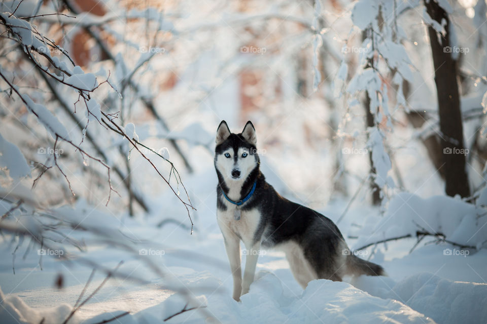 Walking with husky in winter park