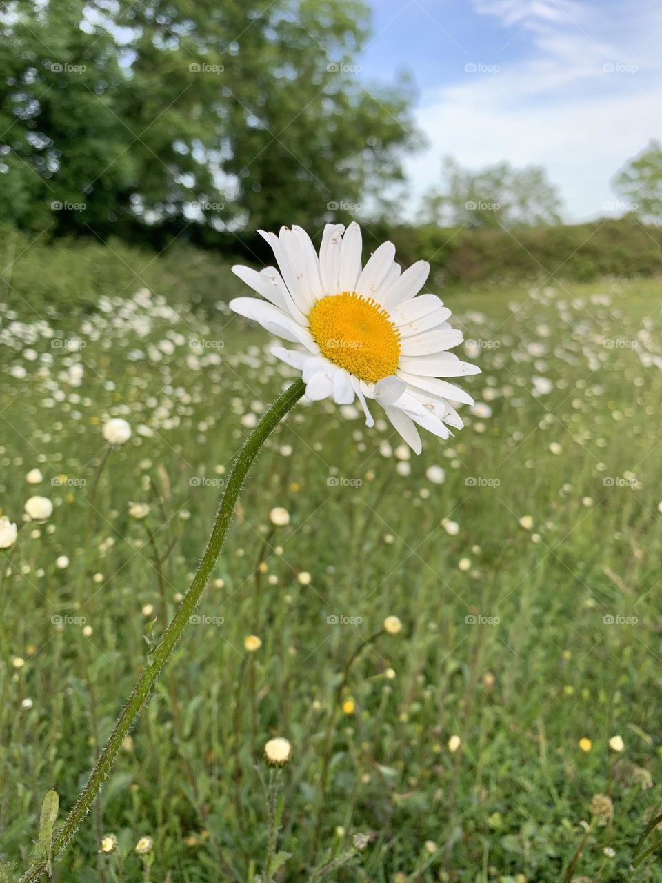 Summer flowers 