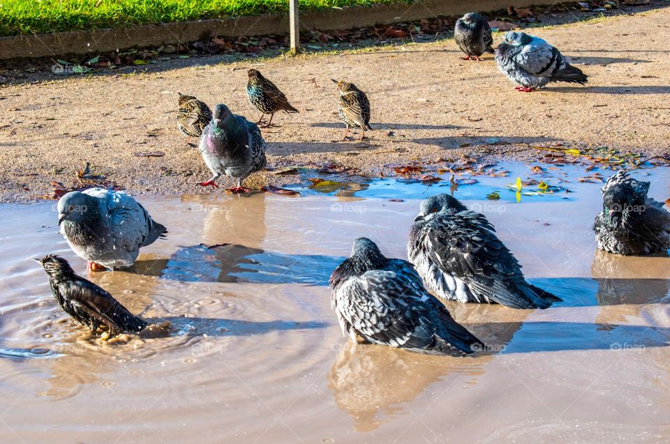 Bird bath in a puddle