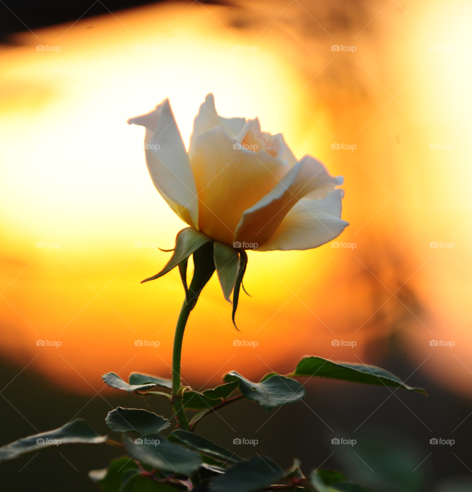 flower sunset white flower by lightanddrawing