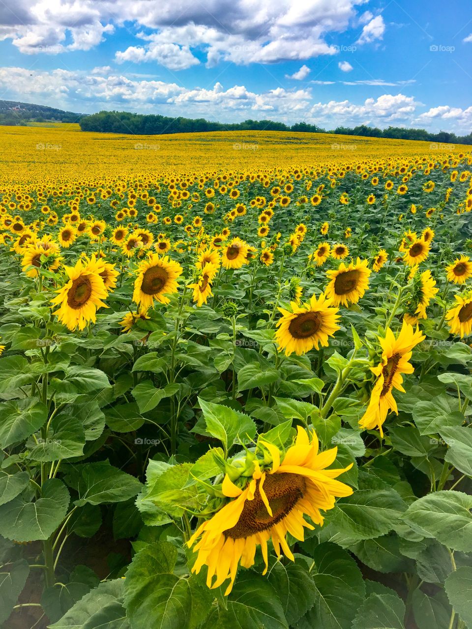 Sunflowers Field 