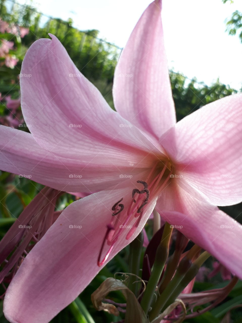 Pink Iris Flower