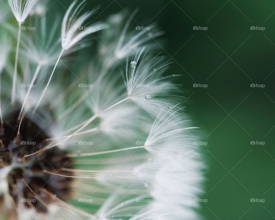 Macro of dandelion seeds