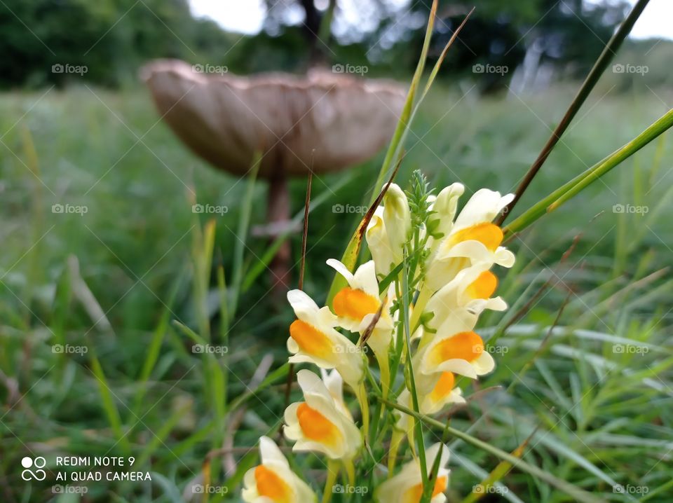 Summer with Mushroom and Flower