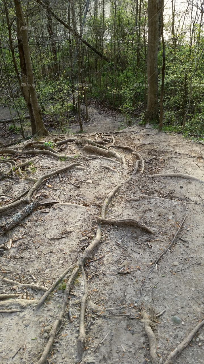 Exposed tree roots on a trail