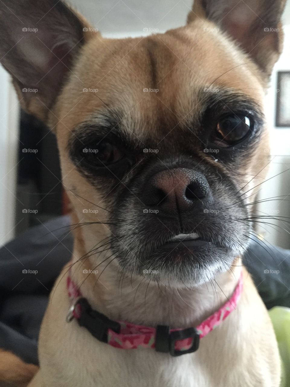my dog Khloe - she won Americas funniest home videos as the "lipstick dog"