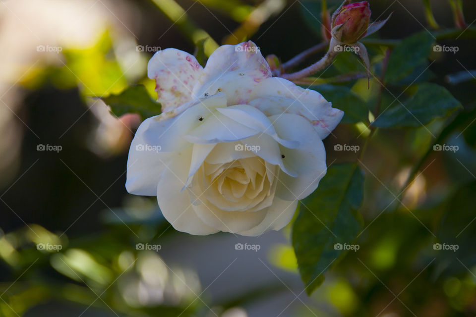 THE WHITE ROSE AT SONOMA VALLEY CALIFORNIA USA