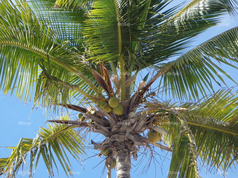 Palm tree