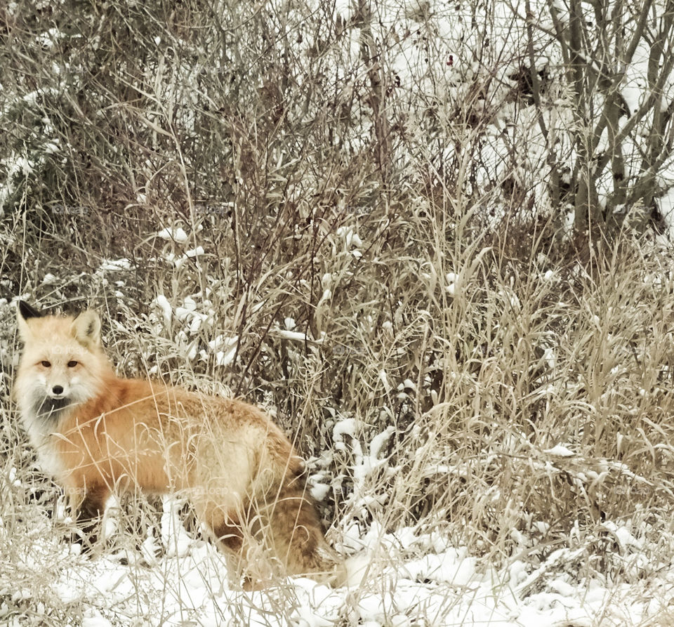 fox canada
