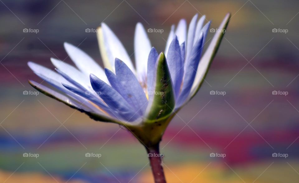 Colourful contrast lilly