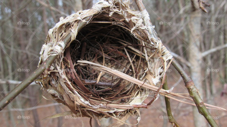 Nest, Nature, Straw, Hay, No Person