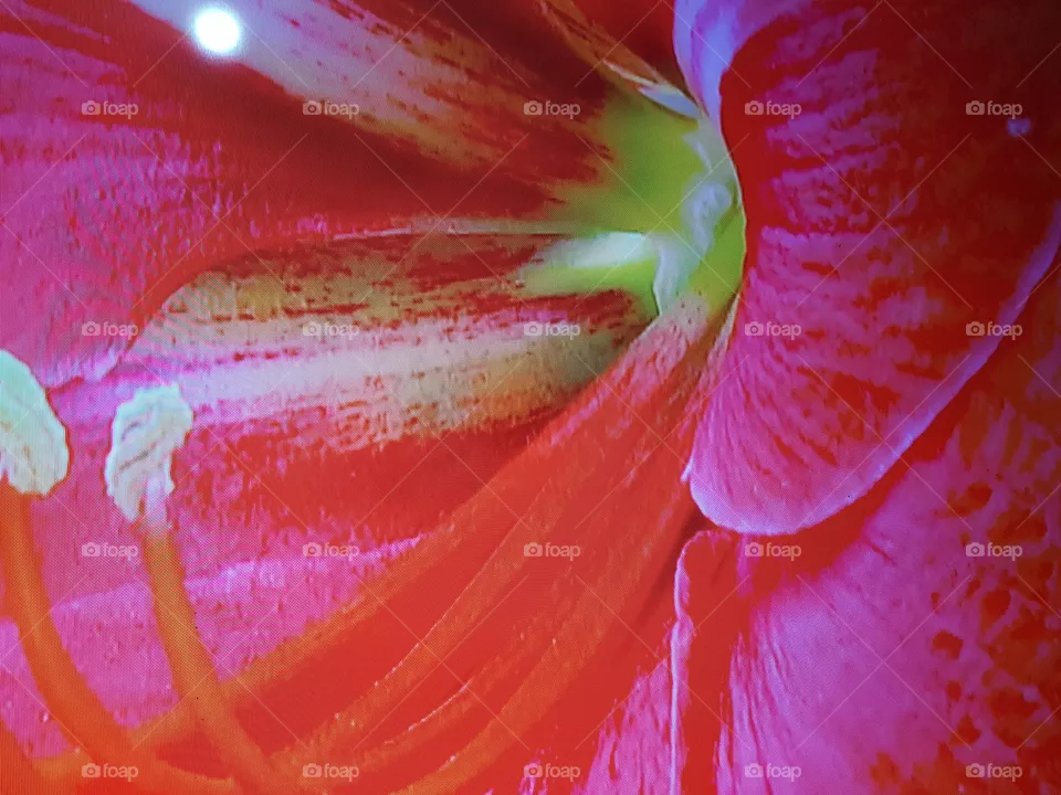 Tulipa