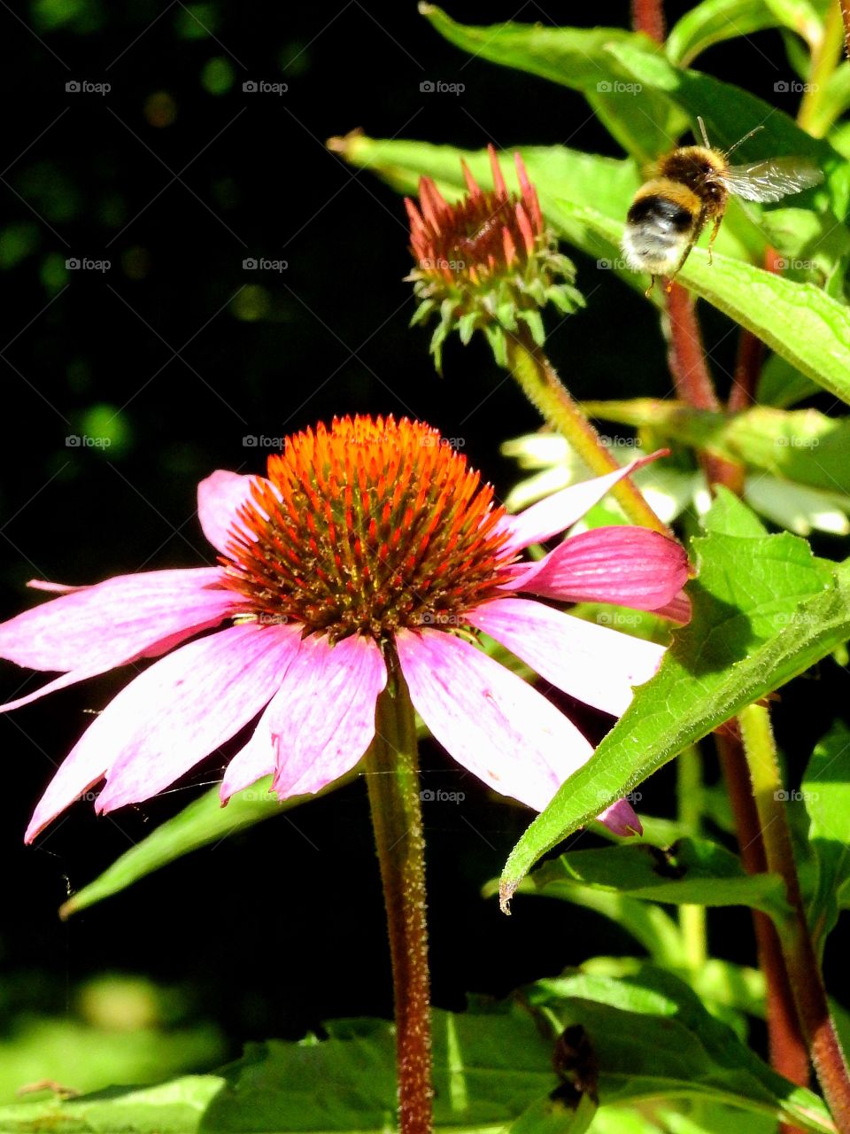 Bumblebee flying near flower