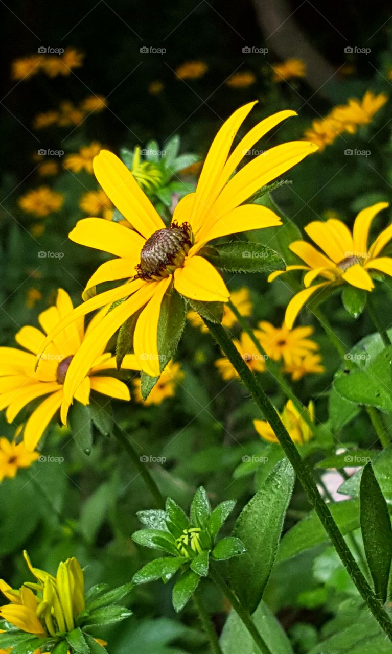 Black-eyed- susans