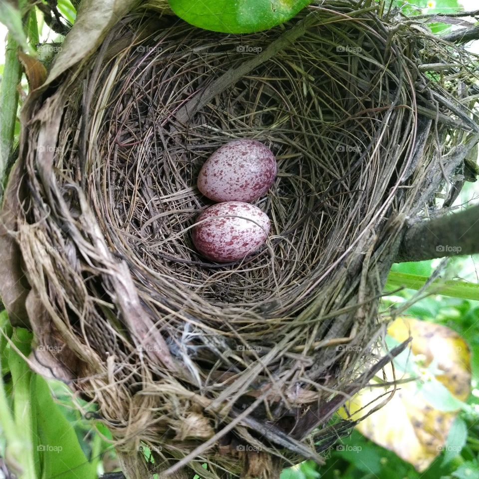 Beautiful bird eggs