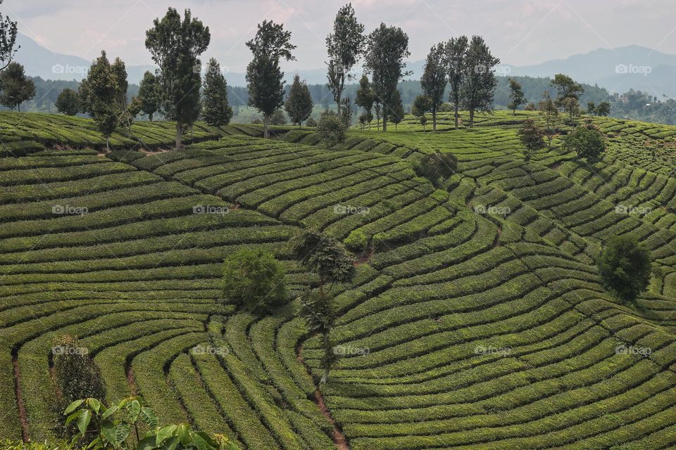 tea plantation