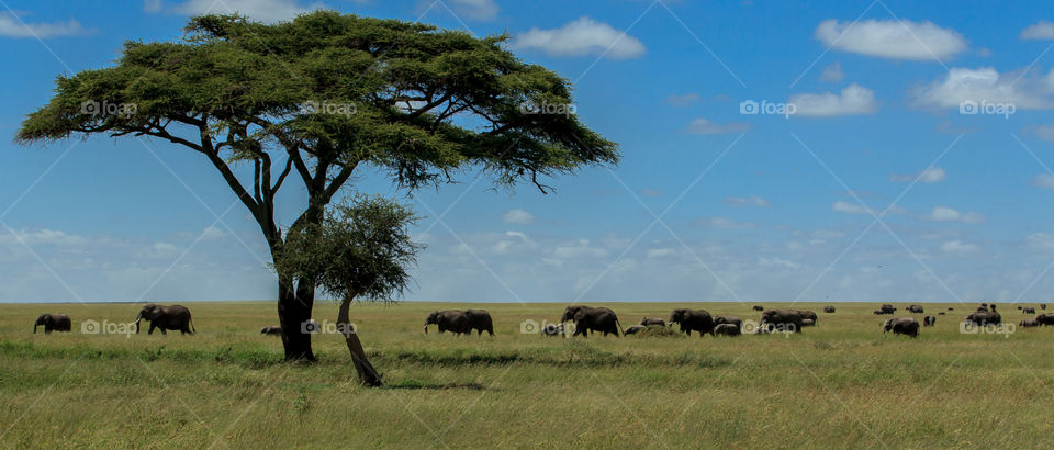 Classic 'Out of Africa' scenery showing African elephants with calves walking through the Serengeti plains. This was captured in the Serengeti National Park, Tanzania