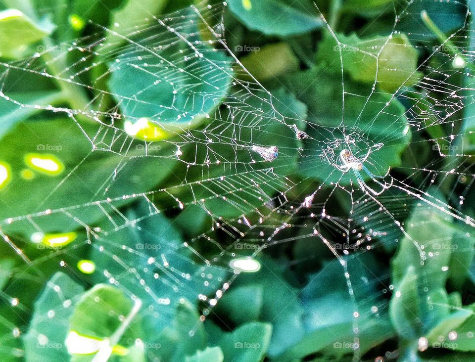 High angle view of spider web