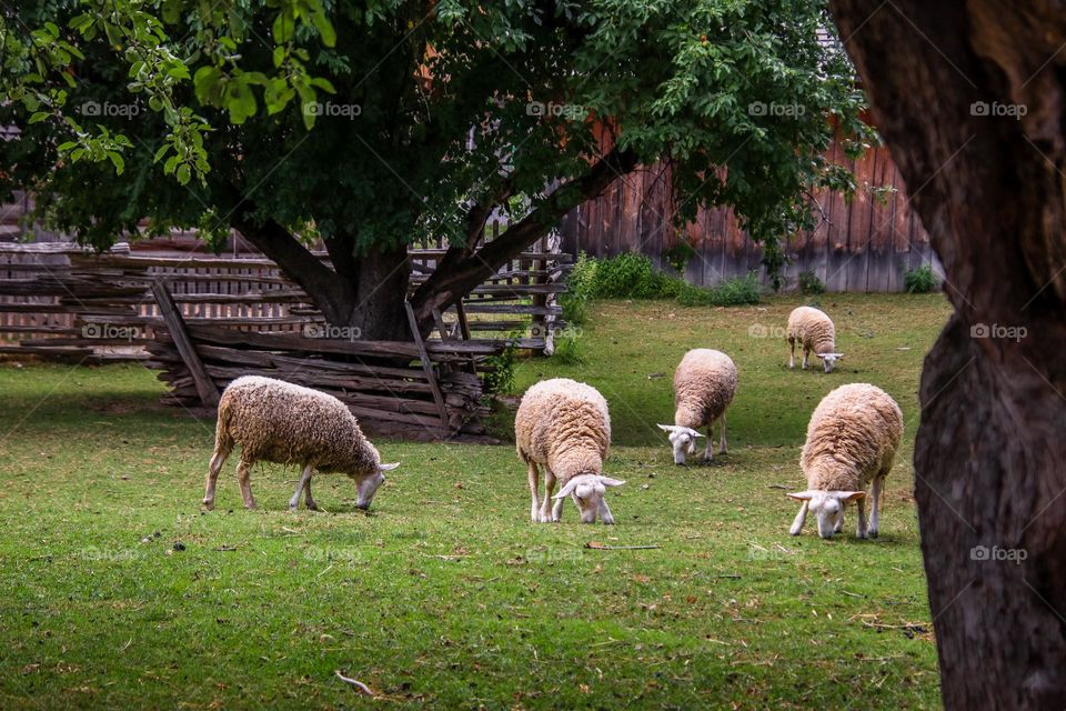 Summer in a countryside: Sheeps