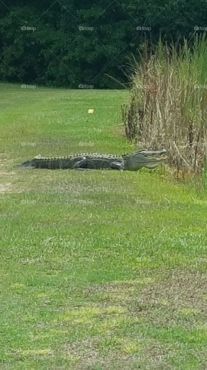 alligator