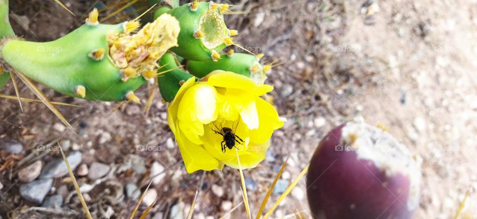 Beautiful bee on a yellow cactus flower.