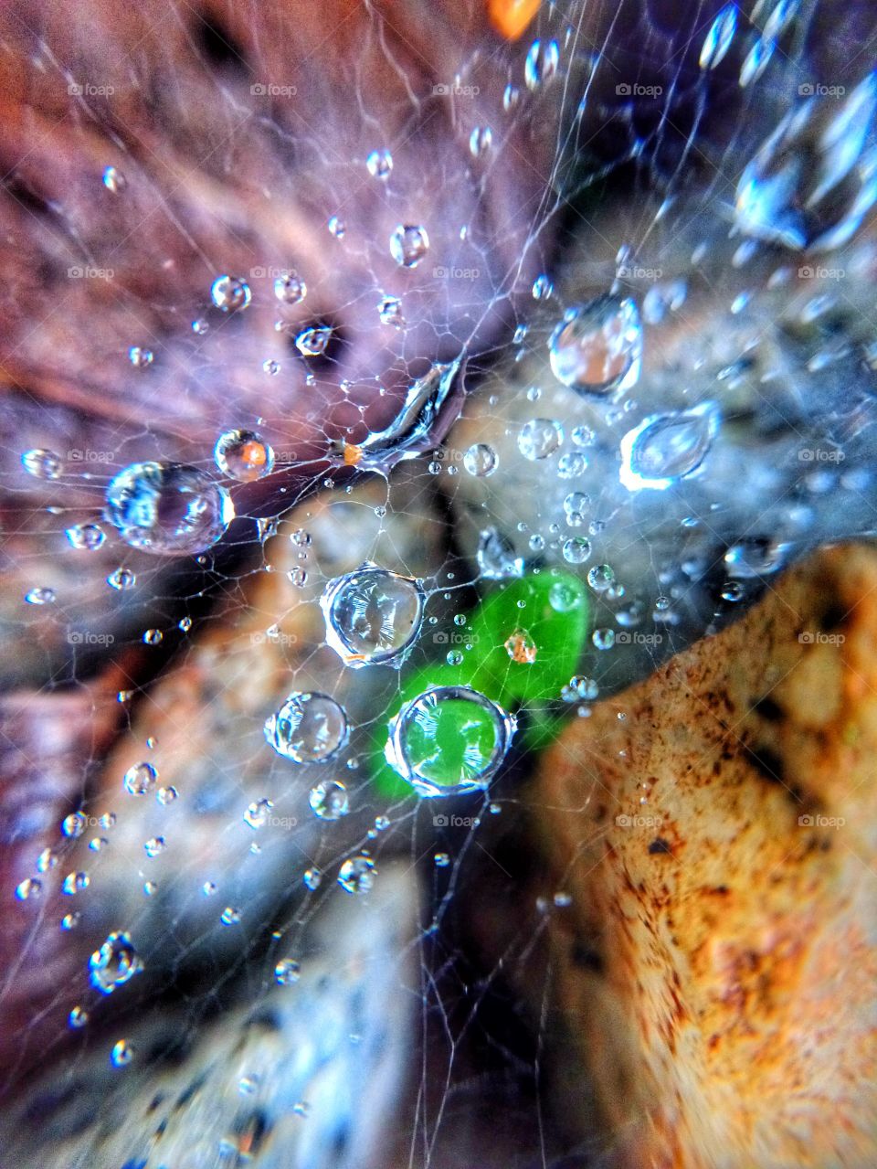 .. After a heavy rainstorm, I found these water drops en masse on a spider web.