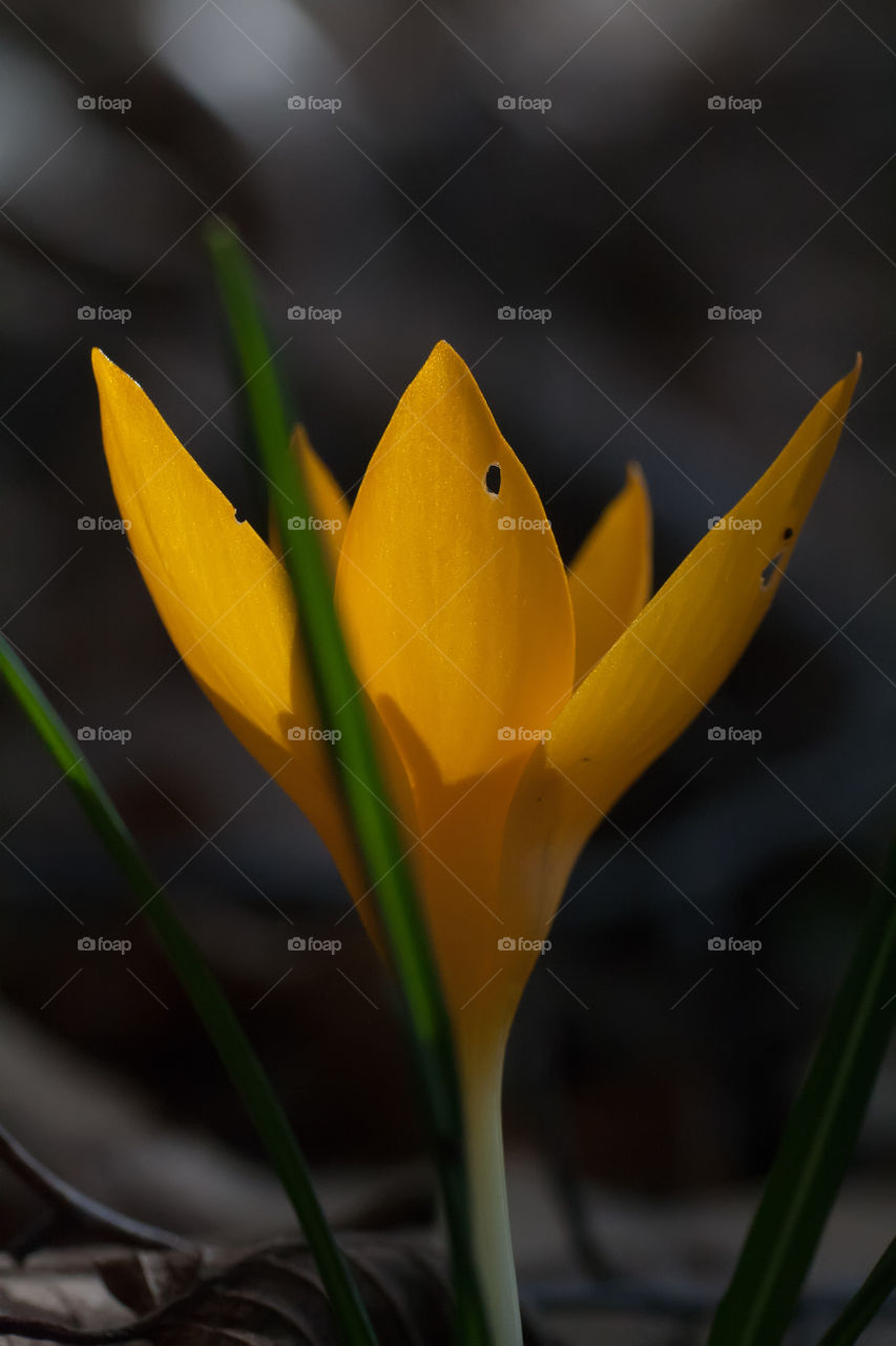 Yellow crocus flower