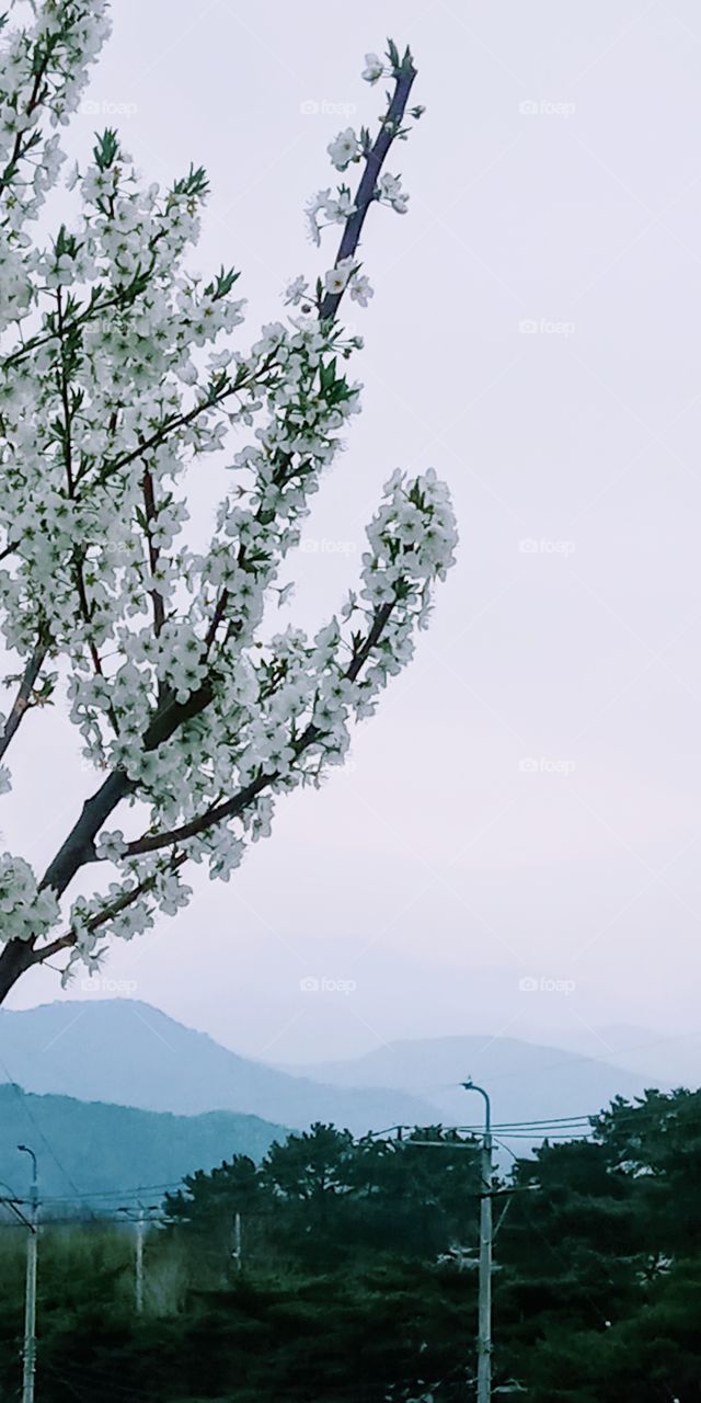 the cherry blossom,  mountain covered with fog  and the sky looks so relaxing.