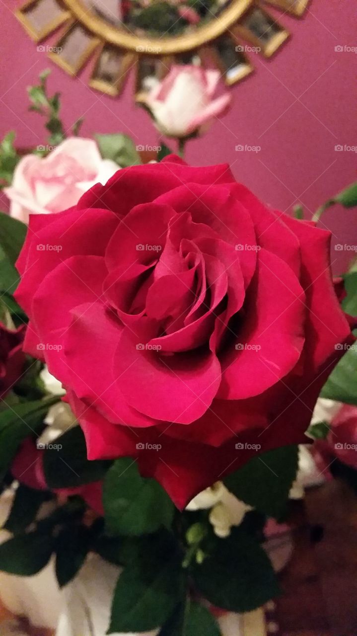valentines roses