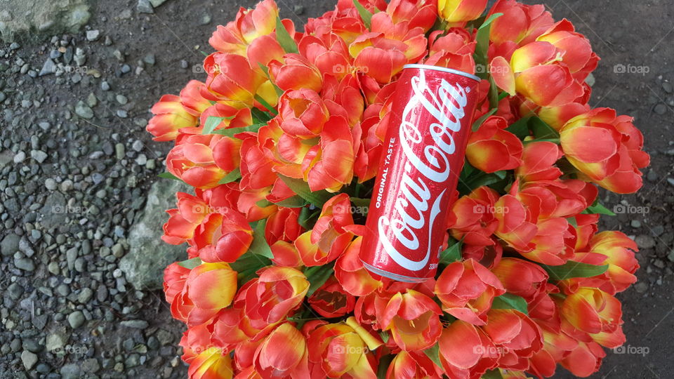 Cola flowers