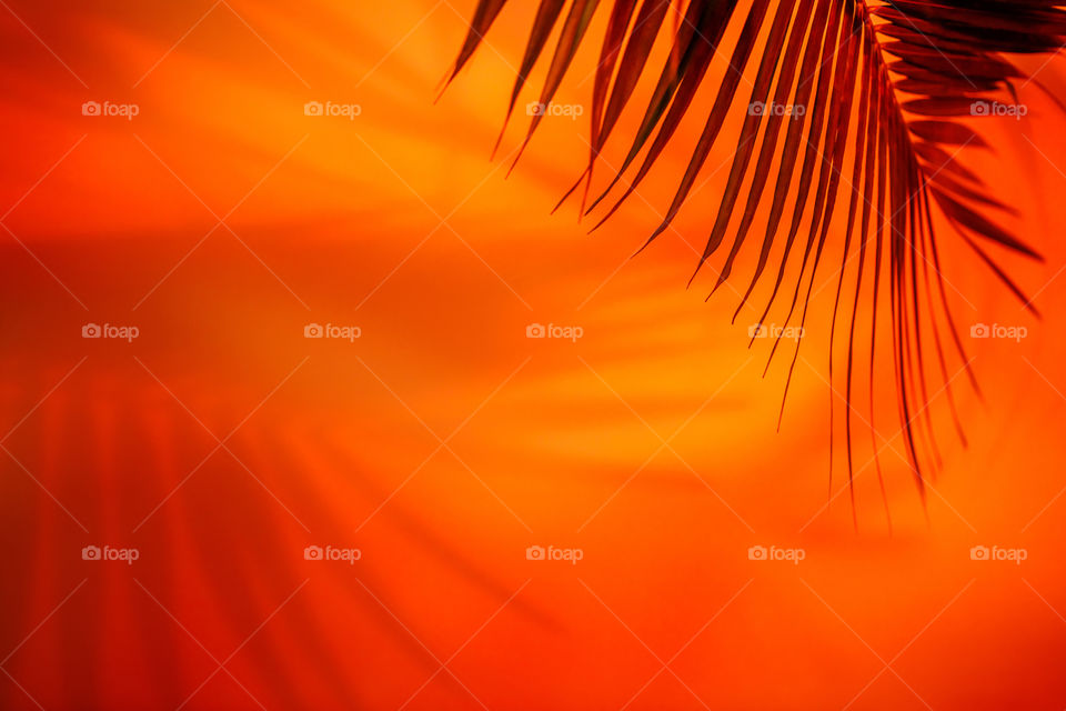 Silhouette of palm leave and colourful shadow from it on the wall, coral, yellow, orange colour. Tropical background.
