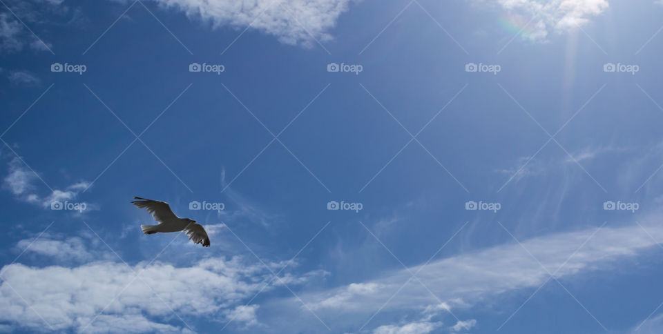 Bird flying in the sky