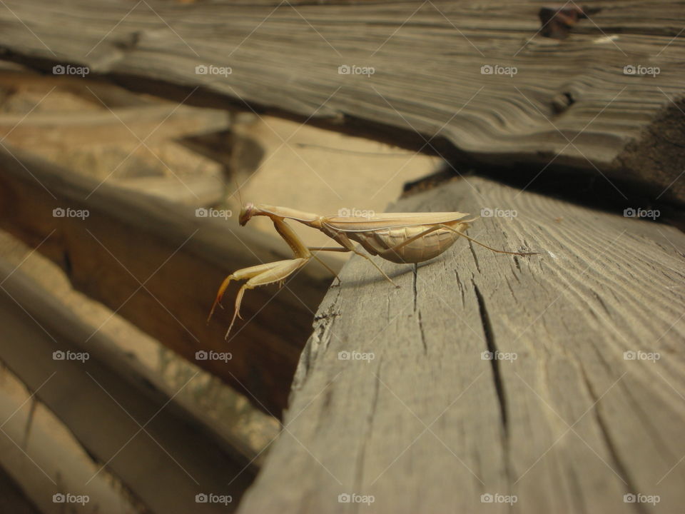 Camoflauge praying mantis