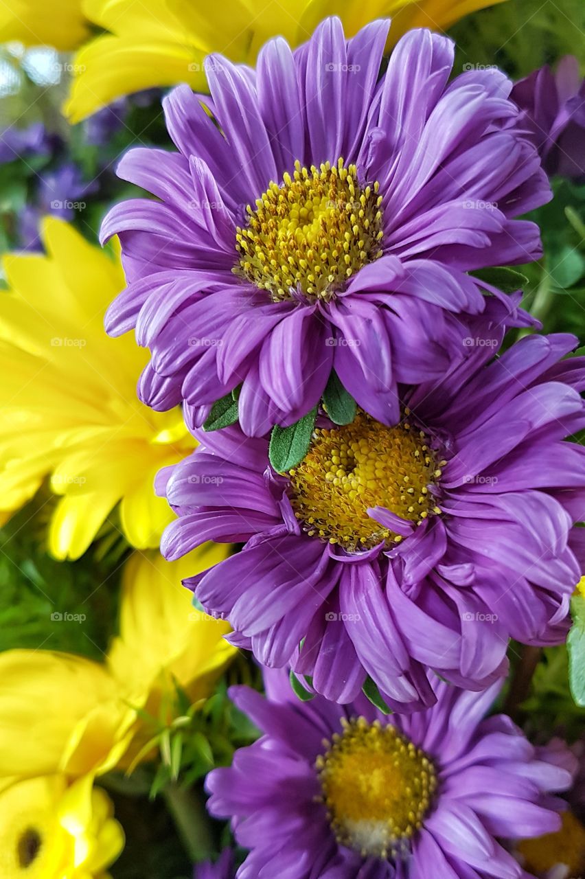 purple gerbera