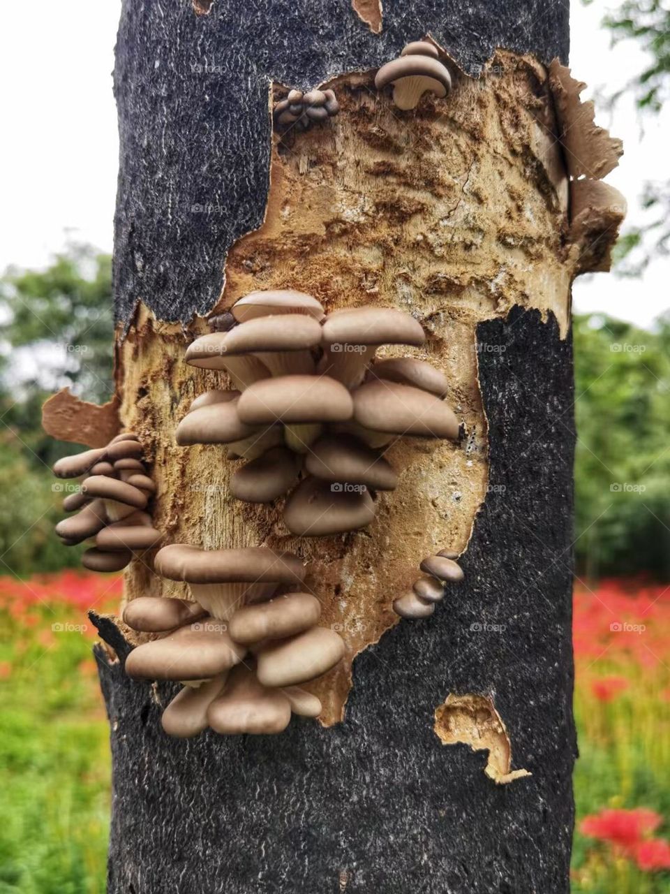 Nice mystical mushrooms