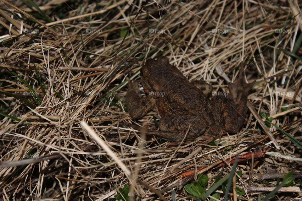 Toad