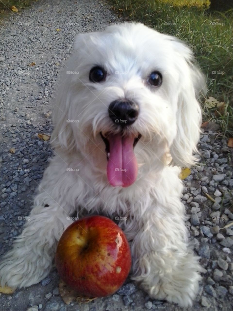 Maltese feliz con su manzana