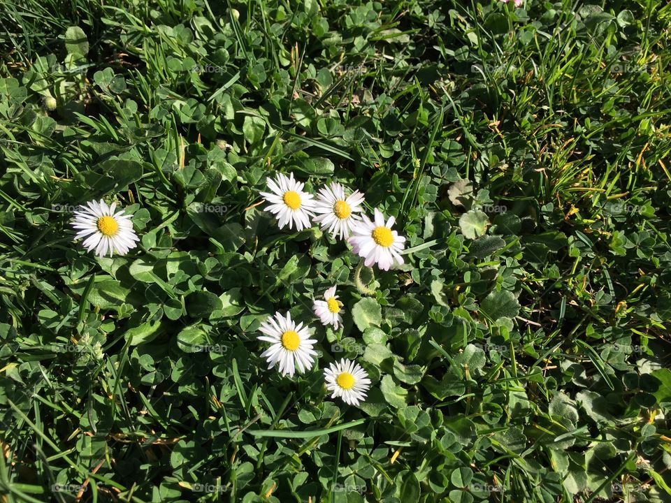 View of flowers in field