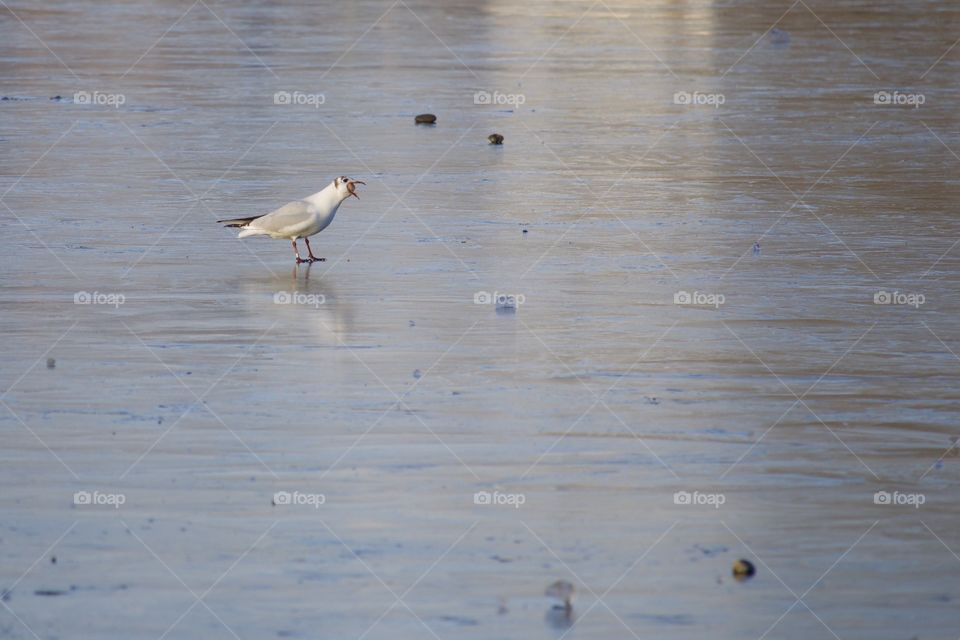 Seagull Having A Snack On Frozen Lake