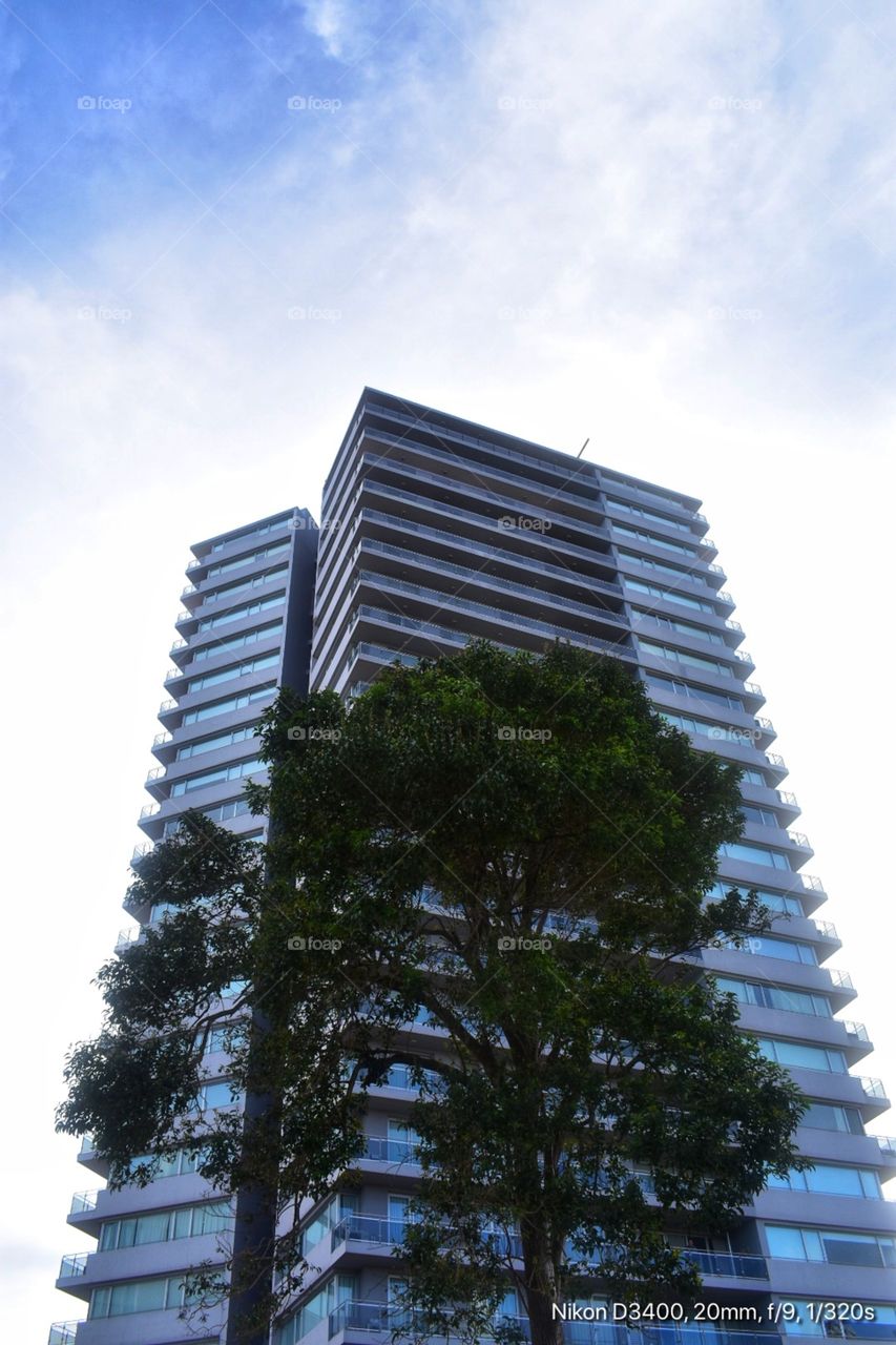 La simetría del árbol haciendo juego con la modernidad del edificio 