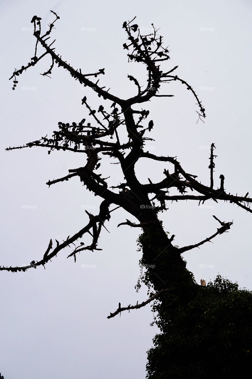a silhouette of a tree, with birds like as leafs