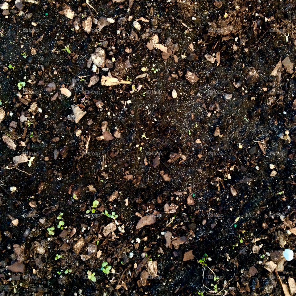 Soil planting flowers texture 