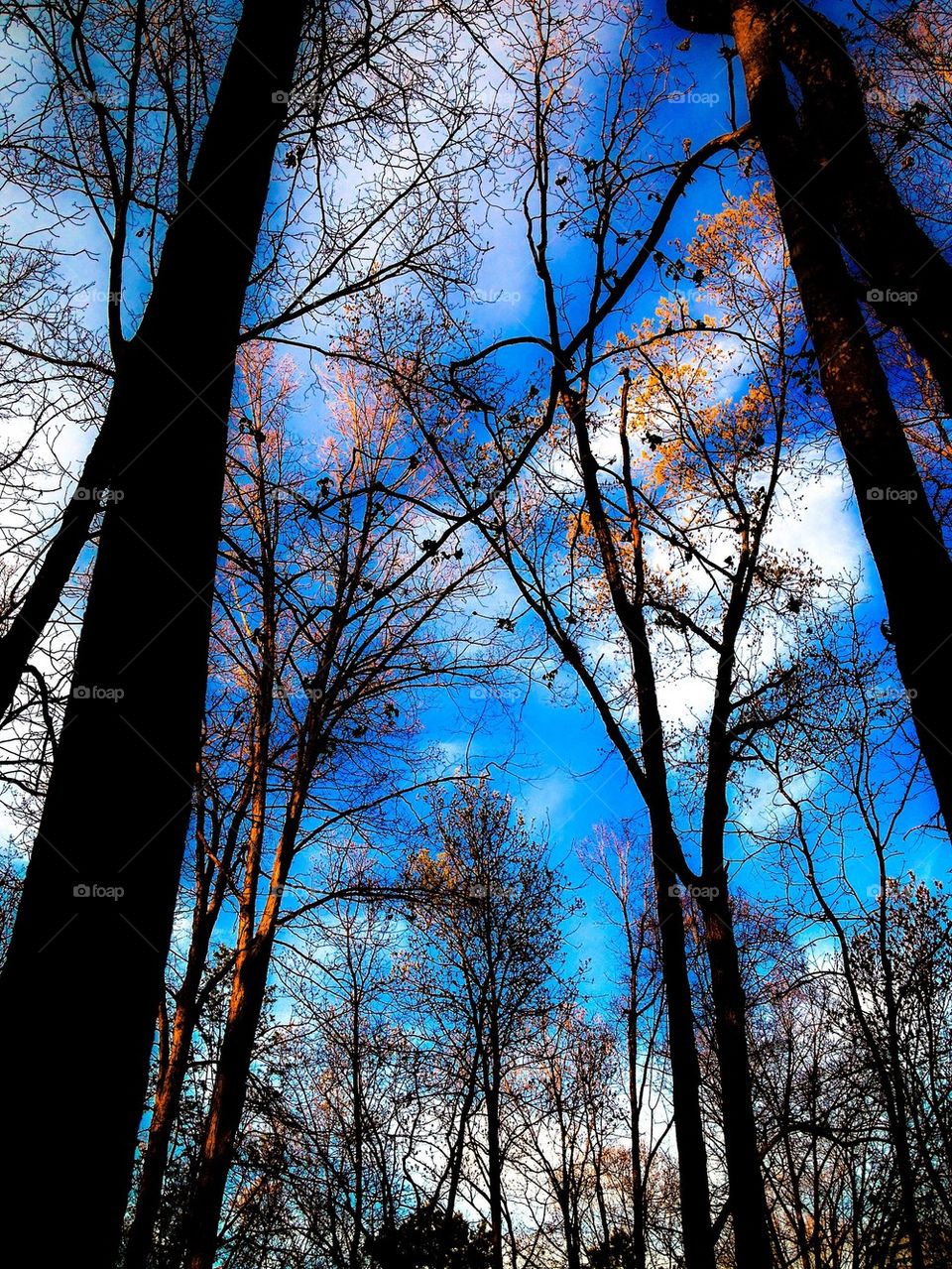 Blue Sky thru the Forest