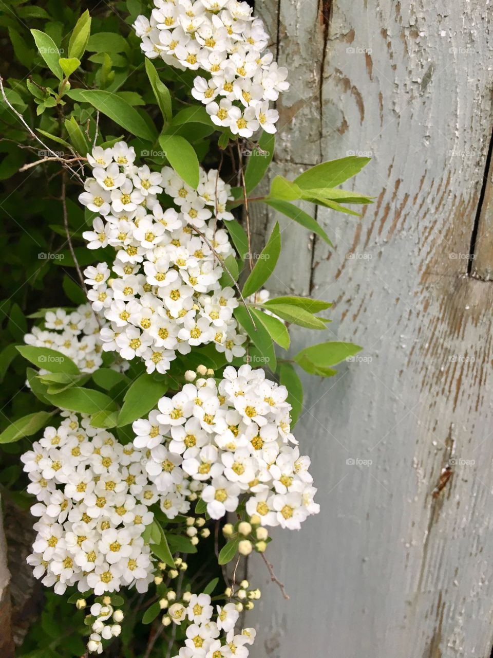 chick spirea