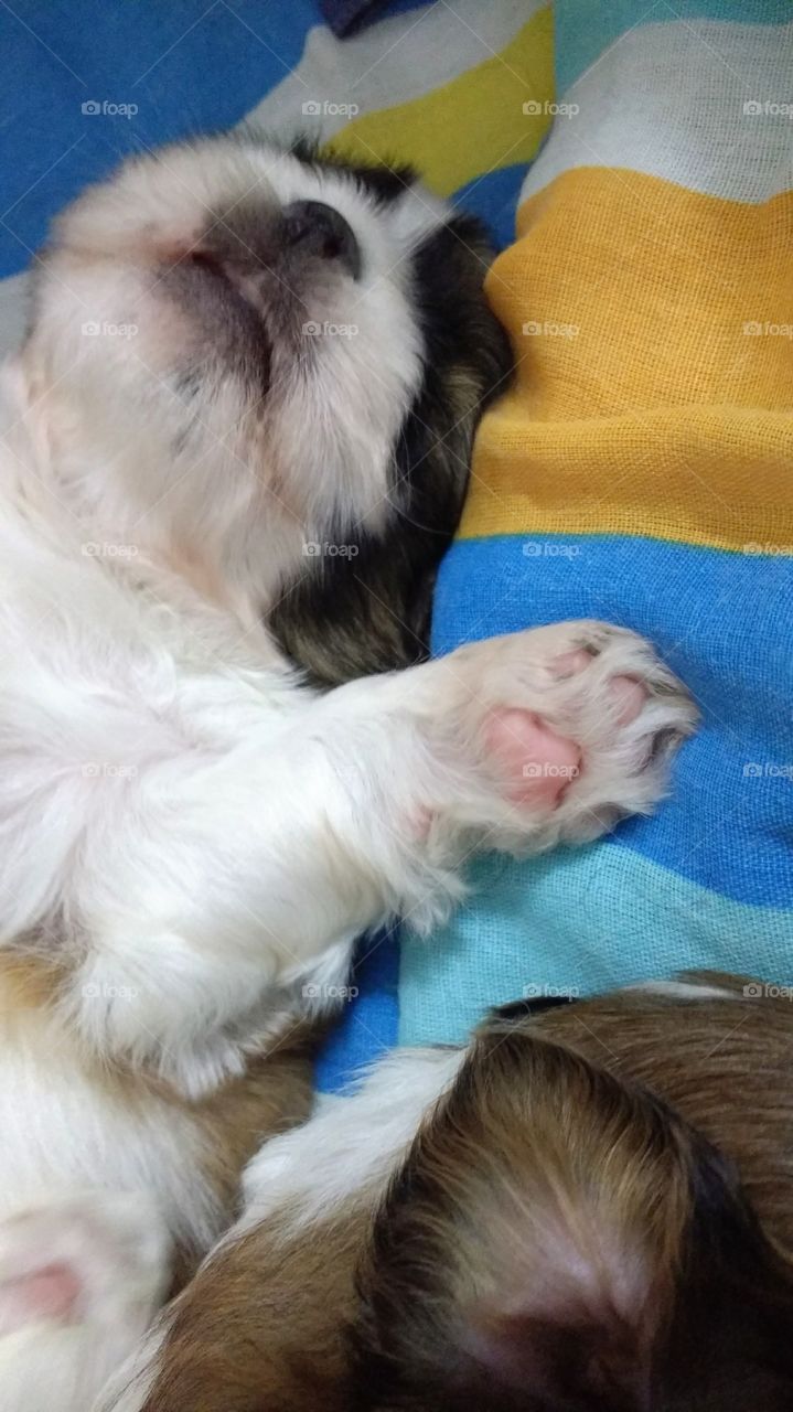 Cute puppy with focus on his little paw