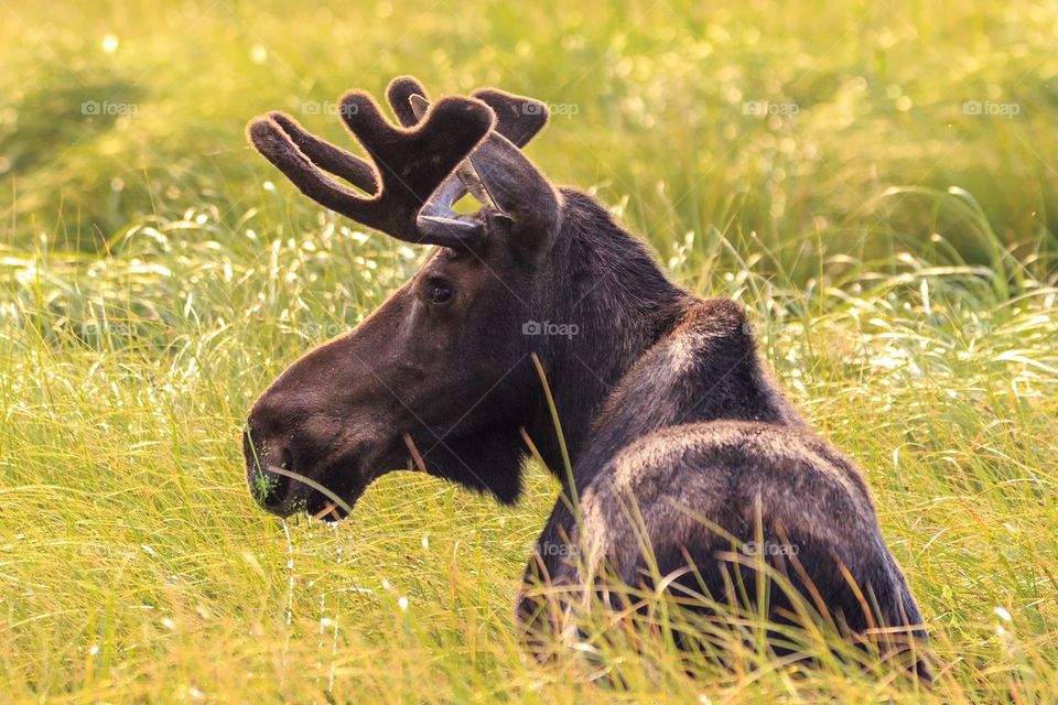 Moose Turn